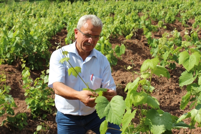 Kahta üzümünün yaprağı meyvesinden 10 kat değerli