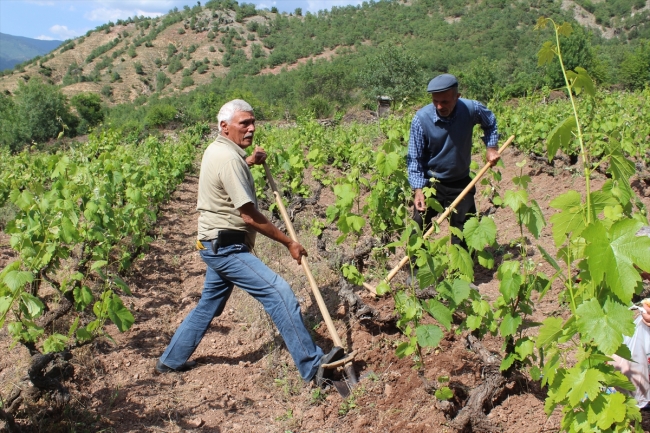 Kahta üzümünün yaprağı meyvesinden 10 kat değerli