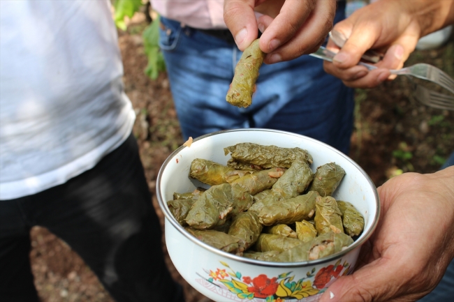 Kahta üzümünün yaprağı meyvesinden 10 kat değerli