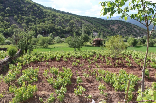 Kahta üzümünün yaprağı meyvesinden 10 kat değerli