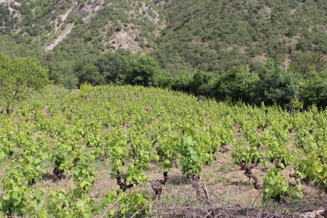 Kahta üzümünün yaprağı meyvesinden 10 kat değerli