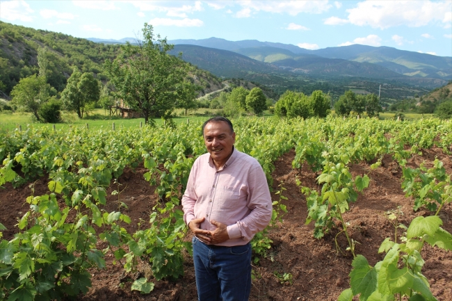 Kahta üzümünün yaprağı meyvesinden 10 kat değerli