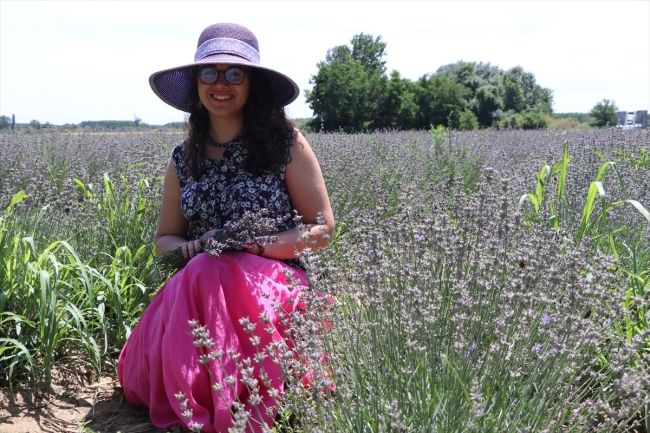Lavanta tarlalarında hasat vakti