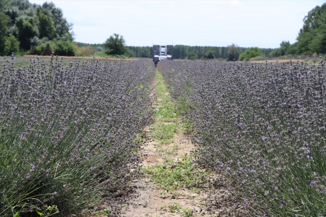 Lavanta tarlalarında hasat vakti