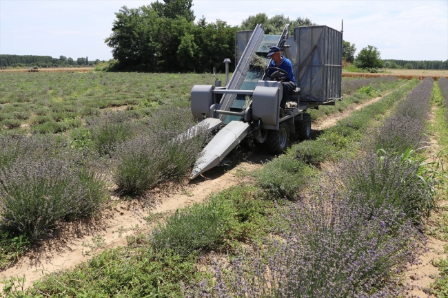 Lavanta tarlalarında hasat vakti