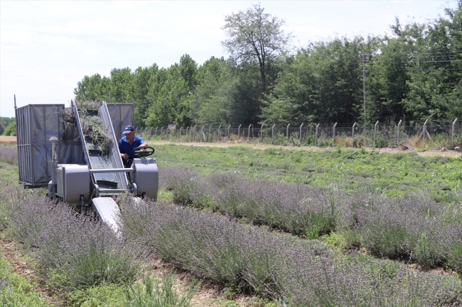 Lavanta tarlalarında hasat vakti