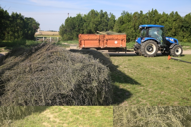 Lavanta tarlalarında hasat vakti