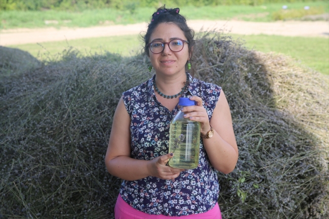 Lavanta tarlalarında hasat vakti