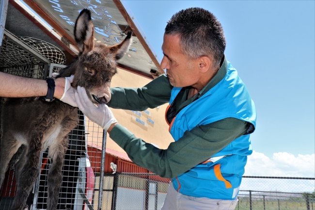 Ölüme terk edilen sıpa belediyenin maskotu olacak