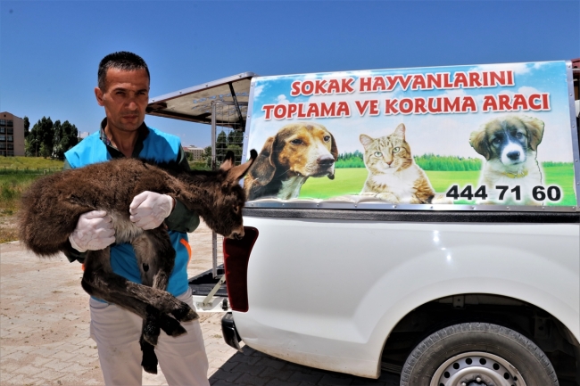 Ölüme terk edilen sıpa belediyenin maskotu olacak