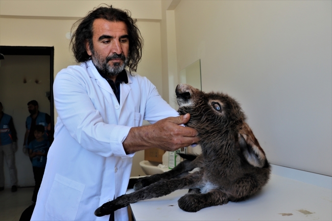 Ölüme terk edilen sıpa belediyenin maskotu olacak