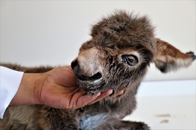 Ölüme terk edilen sıpa belediyenin maskotu olacak