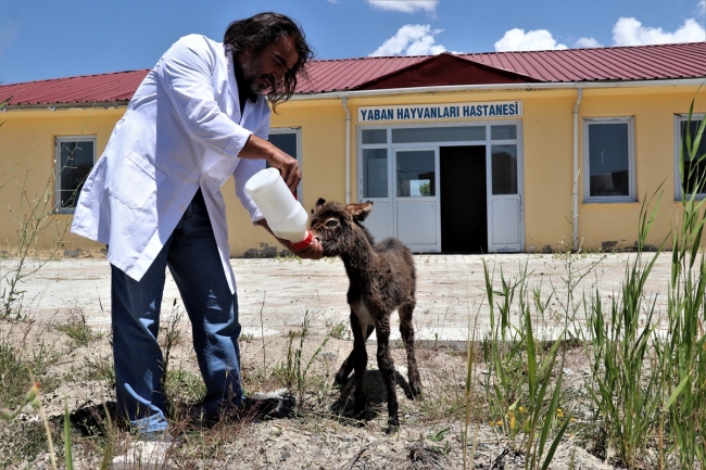 Ölüme terk edilen sıpa belediyenin maskotu olacak
