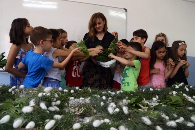 İpek böcekleri yetiştiren çocuklar tatilde de sorumluluklarını yerine getiriyor