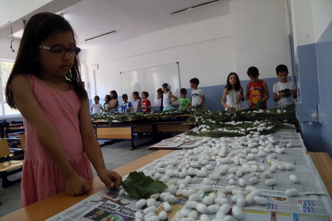 İpek böcekleri yetiştiren çocuklar tatilde de sorumluluklarını yerine getiriyor