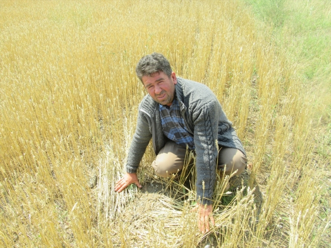 Yağmur ve dolu tarım arazilerini vurdu