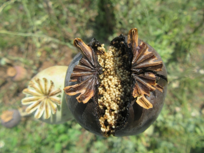 Yağmur ve dolu tarım arazilerini vurdu