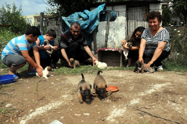 Yağmurda kalan yavru köpekleri Erkayıran ailesi sahiplendi