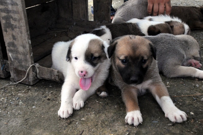 Yağmurda kalan yavru köpekleri Erkayıran ailesi sahiplendi