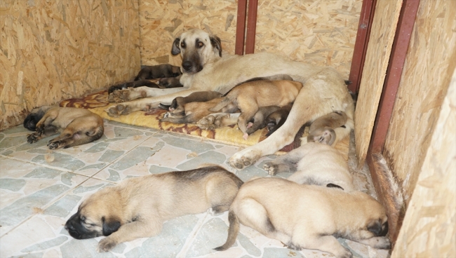 Leydi 15 yavruya annelik yapıyor