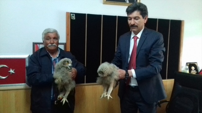 Yavru baykuşları evinde besledi