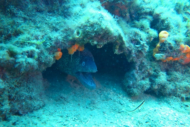 Kuşadası'nda bulunan uçak batığı turistlerin de ilgisini çekiyor