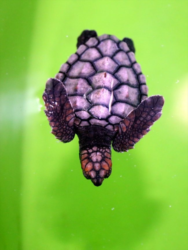 Yavru caretta carettalar denizle buluşuyor