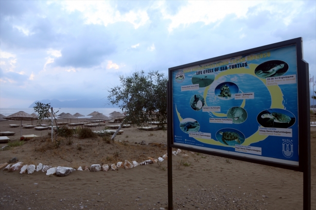 Yavru caretta carettalar denizle buluşuyor