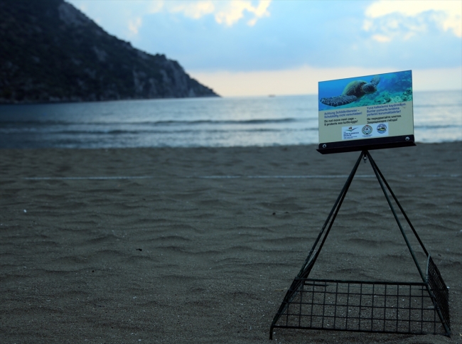 Yavru caretta carettalar denizle buluşuyor