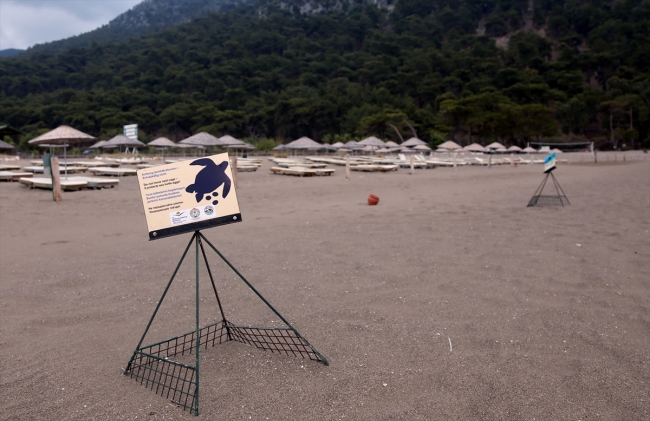 Yavru caretta carettalar denizle buluşuyor