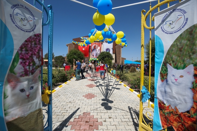 Van kedileri için özel havuz açıldı