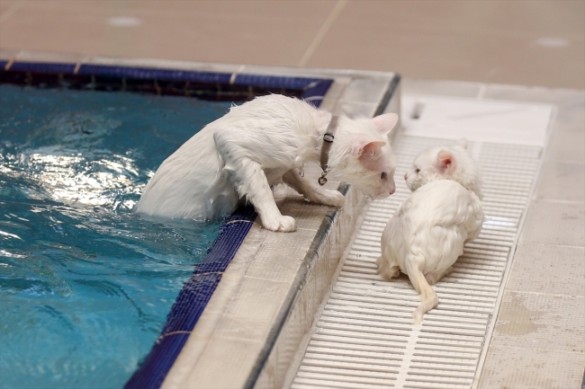 Van kedileri için özel havuz açıldı