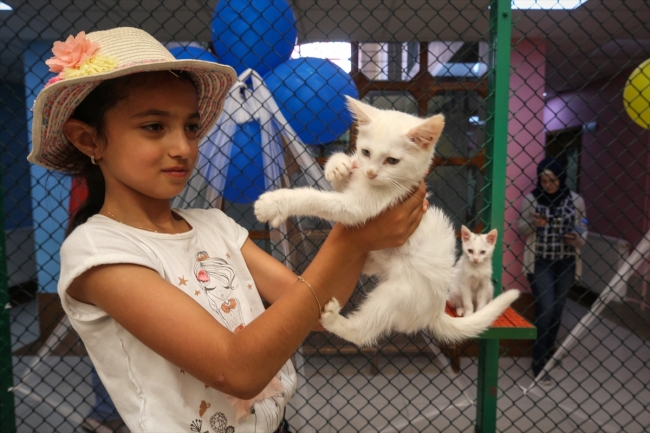 Van kedileri için özel havuz açıldı