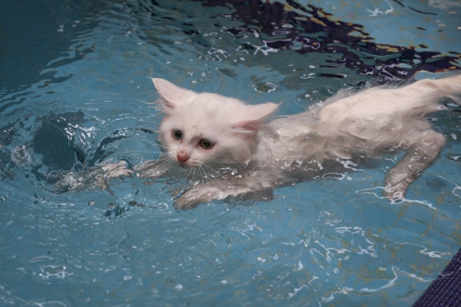 Van kedileri için özel havuz açıldı