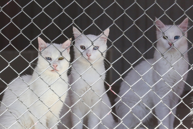 Van kedileri için özel havuz açıldı