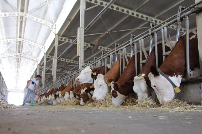 Diş hekimi devletten aldığı destekle köyüne umut oldu