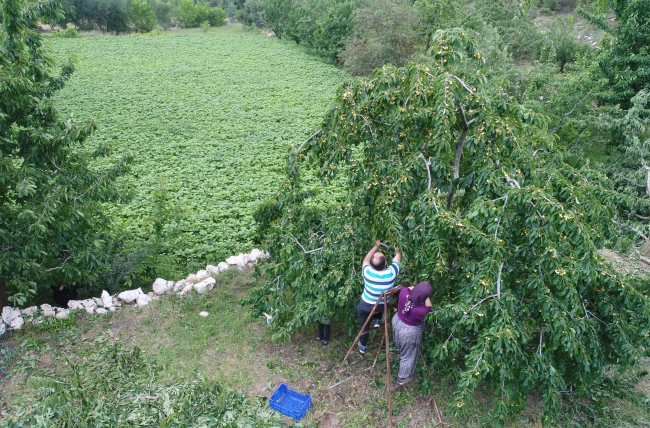 Yeşilbaşköy kirazına Avrupa ve Çin'den yoğun ilgi