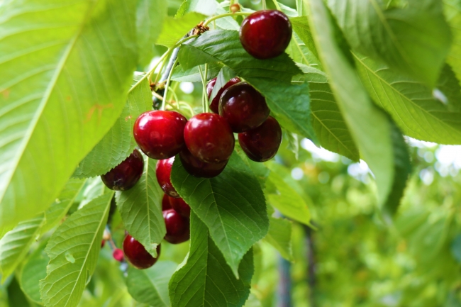 Yeşilbaşköy kirazına Avrupa ve Çin'den yoğun ilgi