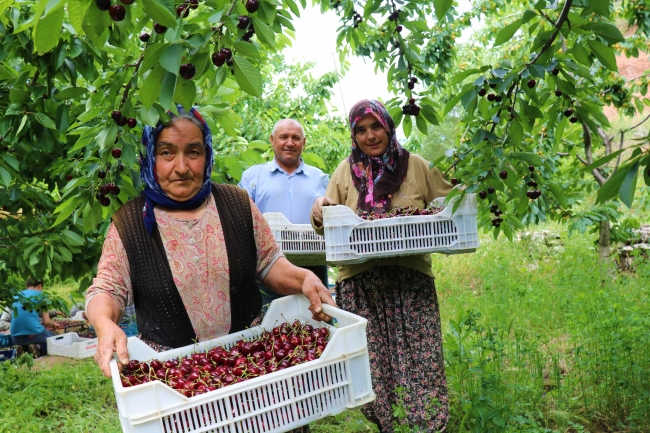 Yeşilbaşköy kirazına Avrupa ve Çin'den yoğun ilgi
