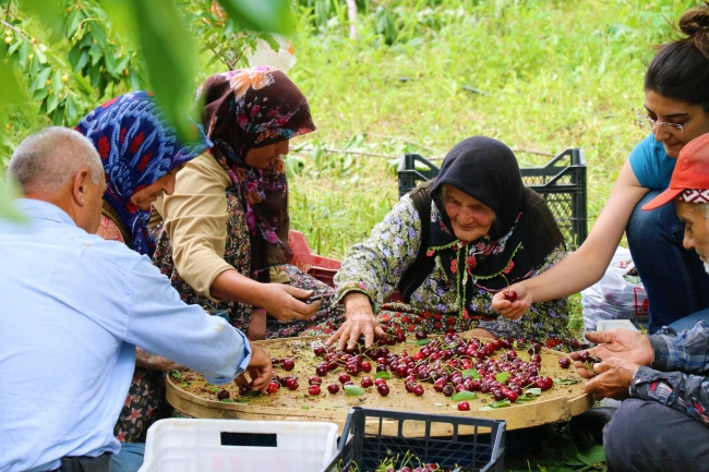 Yeşilbaşköy kirazına Avrupa ve Çin'den yoğun ilgi