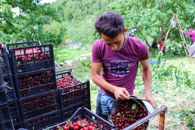 Yeşilbaşköy kirazına Avrupa ve Çin'den yoğun ilgi
