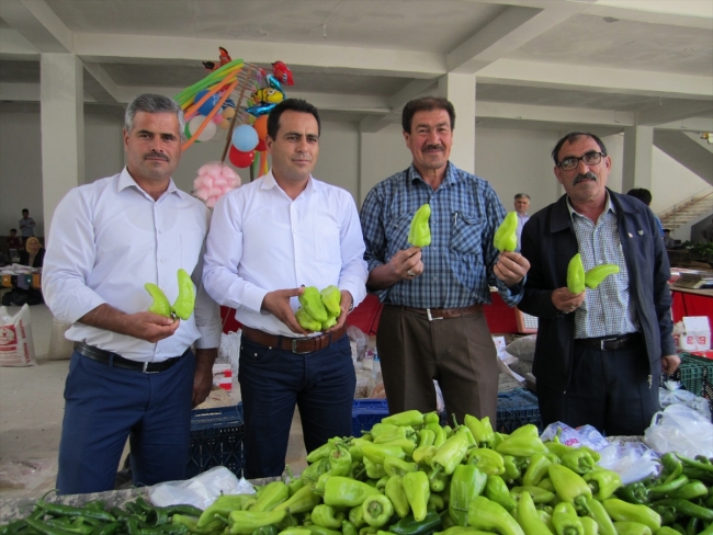 Tescilli Kale biberinin hasadına başlandı