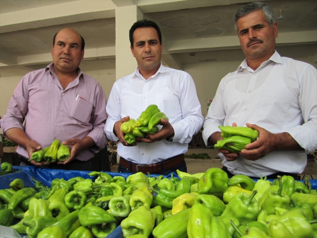 Tescilli Kale biberinin hasadına başlandı
