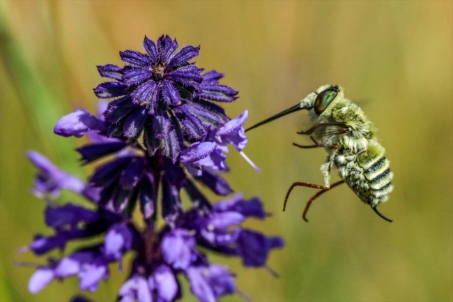 Van Gölü'nün cennet koyları keşfedilmeyi bekliyor