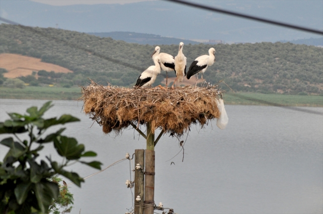 Leylek Festivali renkli görüntülere sahne oldu