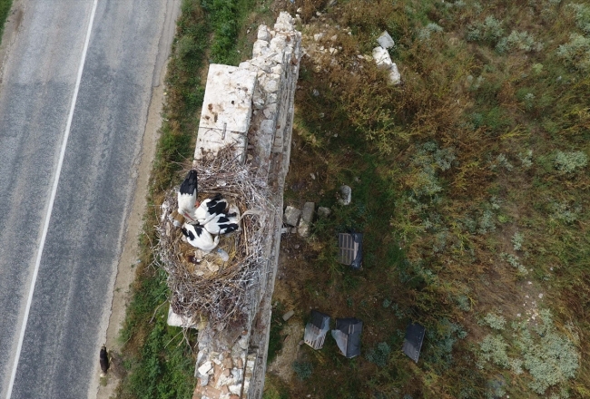 Tarihi hastane duvarı leyleklere yuva oldu