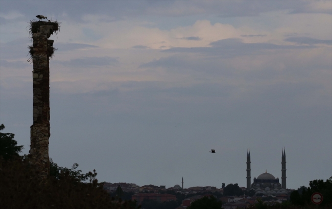 Tarihi hastane duvarı leyleklere yuva oldu