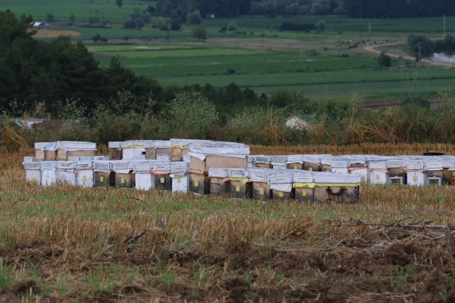 Gezgin arıcılar için Edirne vazgeçilmez durak