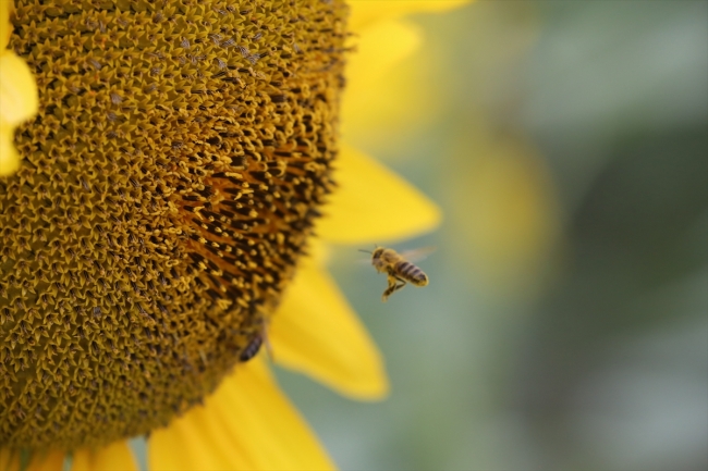 Gezgin arıcılar için Edirne vazgeçilmez durak