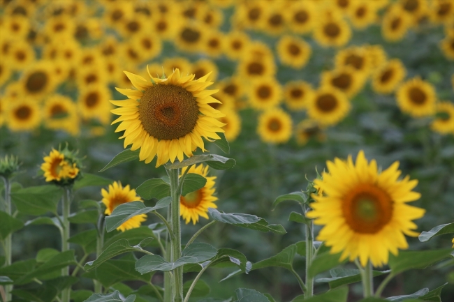 Gezgin arıcılar için Edirne vazgeçilmez durak